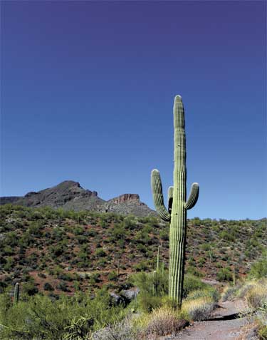 spur cross